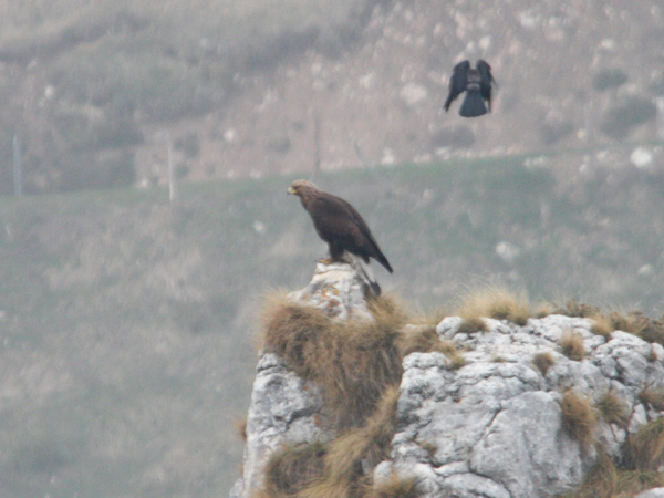 Mobbing all''Aquila